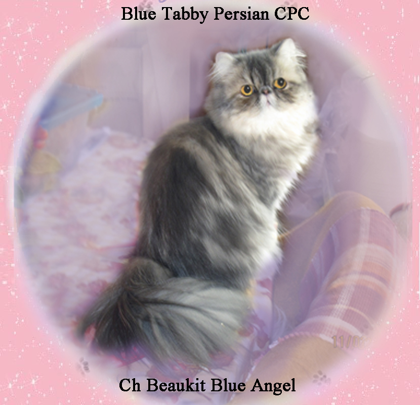 blue tabby female cat