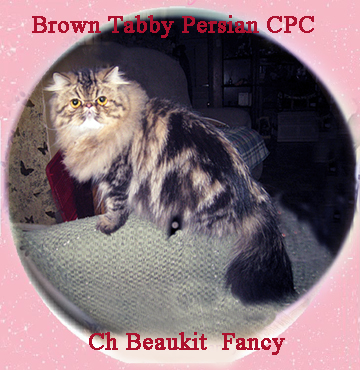 brown tabby female cat