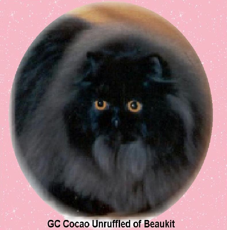 solid black female cat
